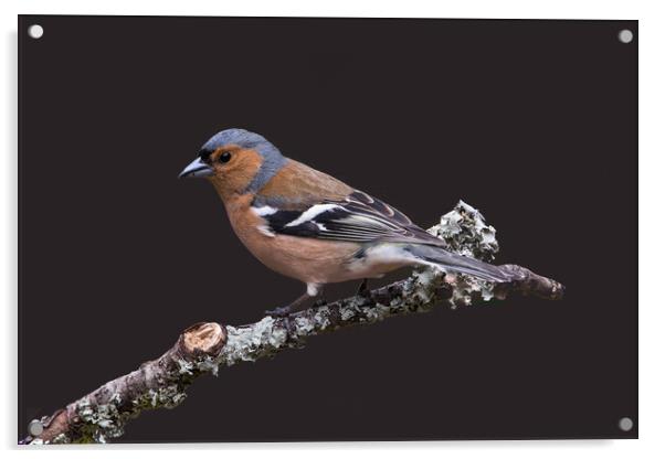Chaffinch, male, on lichen covered branch Acrylic by John Hudson