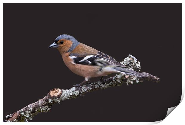 Chaffinch, male, on lichen covered branch Print by John Hudson