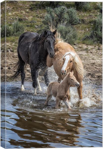 Fending Off Another Mustang to Protect Her Foal Canvas Print by Belinda Greb
