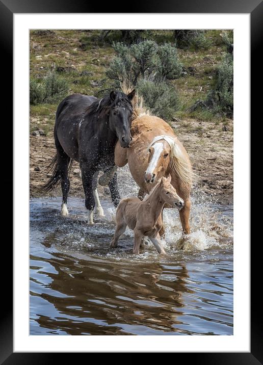 Fending Off Another Mustang to Protect Her Foal Framed Mounted Print by Belinda Greb