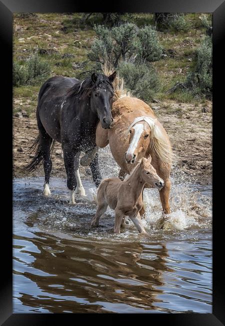 Fending Off Another Mustang to Protect Her Foal Framed Print by Belinda Greb