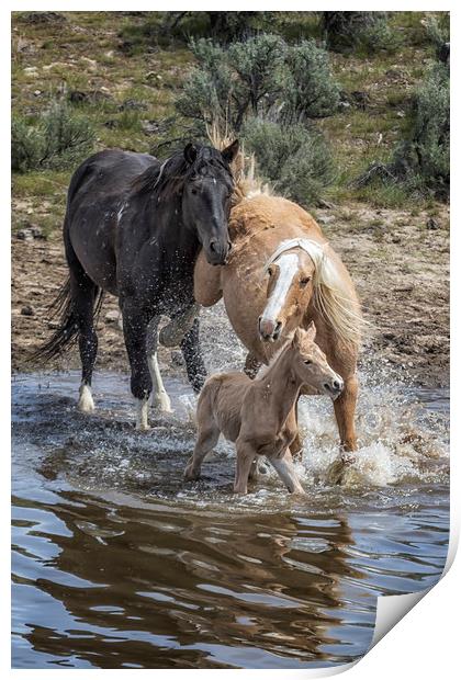 Fending Off Another Mustang to Protect Her Foal Print by Belinda Greb