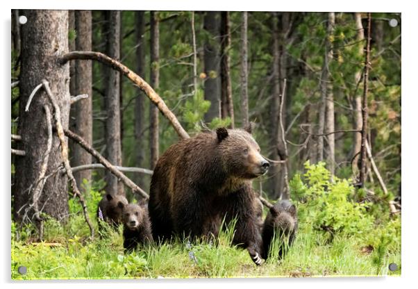 A Walk Through the Forest - Grizzly 399 and Her Fo Acrylic by Belinda Greb