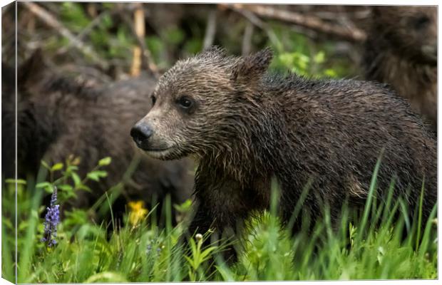 One Wet Little Bear Cub - Grizzly 399's Cub Canvas Print by Belinda Greb