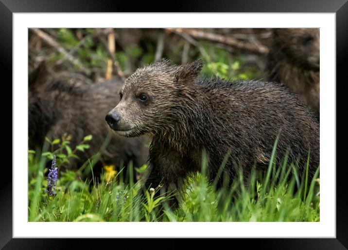 One Wet Little Bear Cub - Grizzly 399's Cub Framed Mounted Print by Belinda Greb
