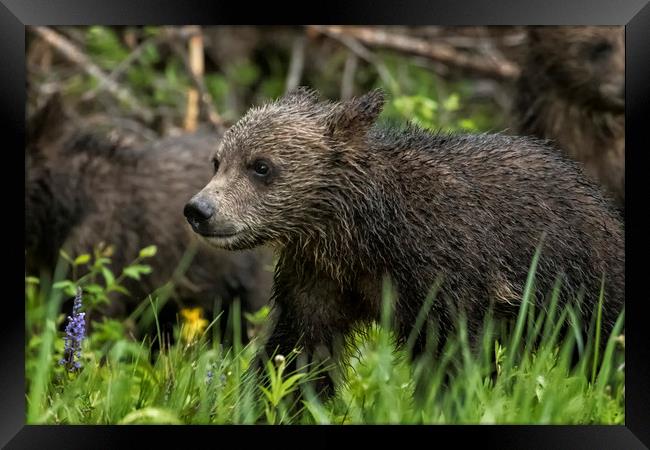 One Wet Little Bear Cub - Grizzly 399's Cub Framed Print by Belinda Greb
