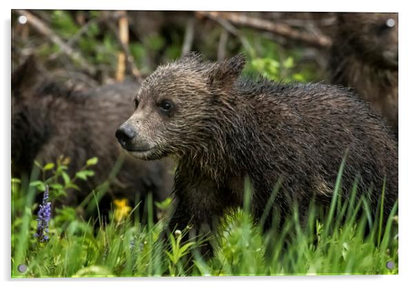 One Wet Little Bear Cub - Grizzly 399's Cub Acrylic by Belinda Greb