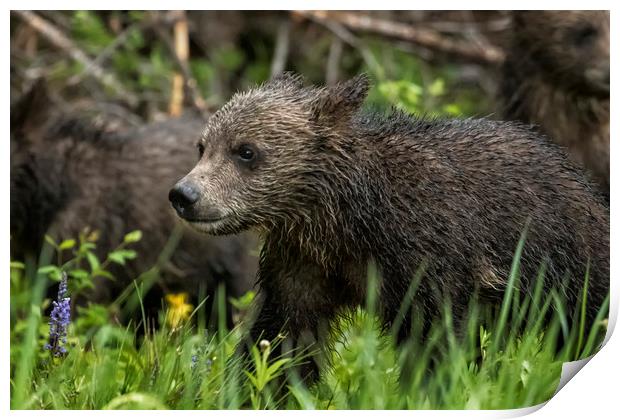 One Wet Little Bear Cub - Grizzly 399's Cub Print by Belinda Greb