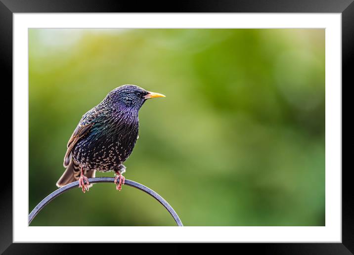 Starling Framed Mounted Print by Alan Strong