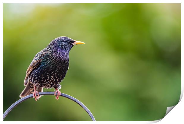 Starling Print by Alan Strong