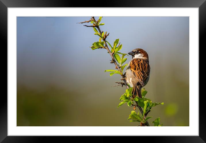 Male sparrow  Framed Mounted Print by Alan Strong
