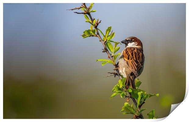 Male sparrow  Print by Alan Strong