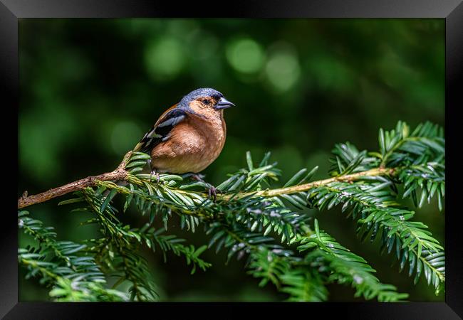 Chaffinch in the trees Framed Print by Alan Strong