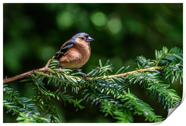 Chaffinch in the trees Print by Alan Strong