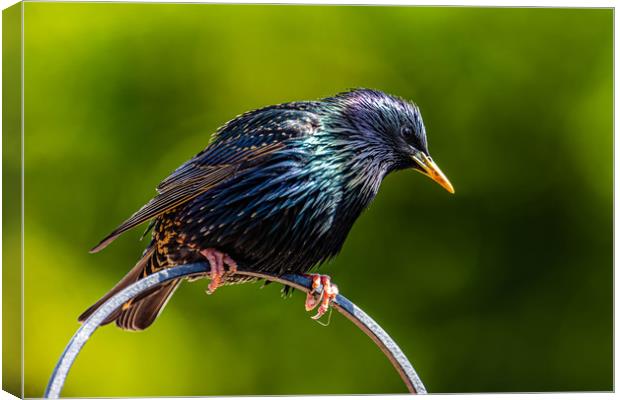 Starling showing off Canvas Print by Alan Strong