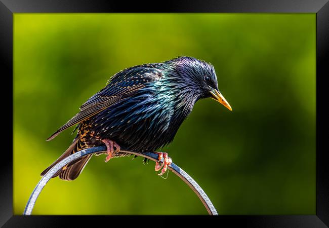 Starling showing off Framed Print by Alan Strong