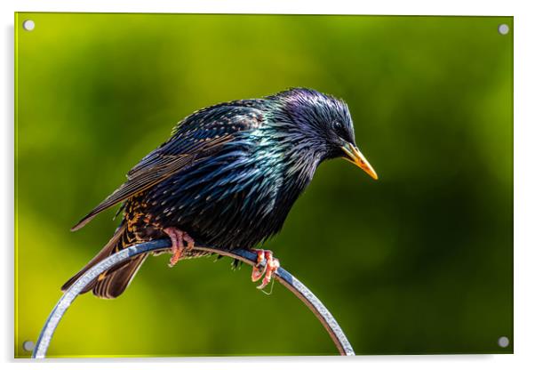 Starling showing off Acrylic by Alan Strong
