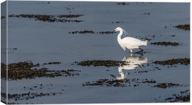 Little egret fishing Canvas Print by Alan Strong