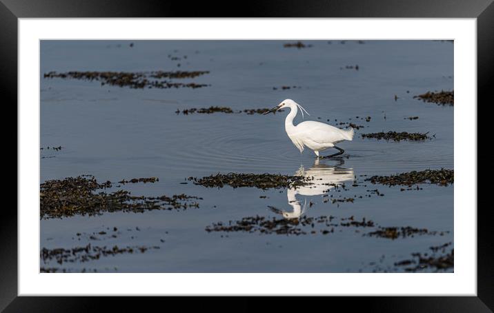 Little egret fishing Framed Mounted Print by Alan Strong