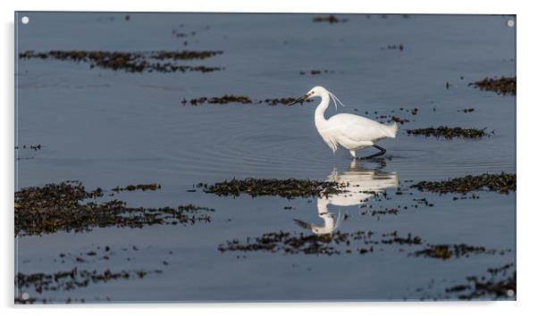 Little egret fishing Acrylic by Alan Strong