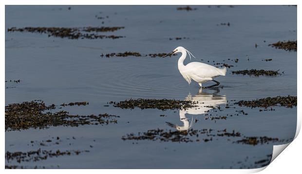 Little egret fishing Print by Alan Strong