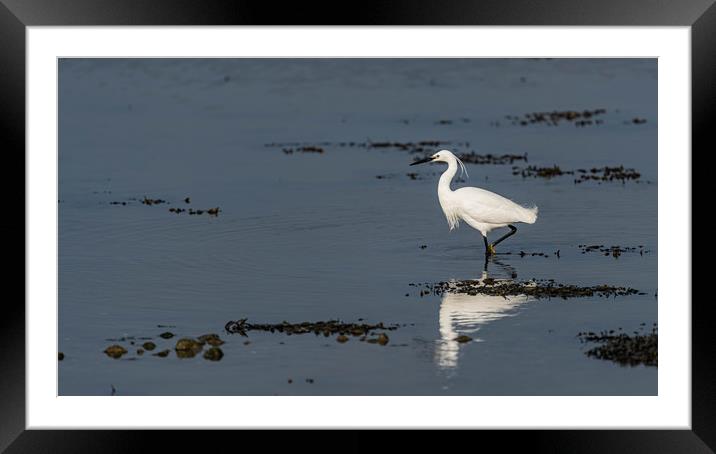 Little egret walking Framed Mounted Print by Alan Strong