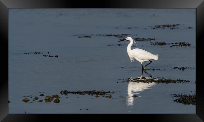 Little egret walking Framed Print by Alan Strong