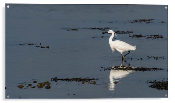 Little egret walking Acrylic by Alan Strong