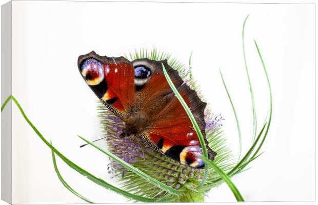 Peacock butterfly Canvas Print by Kevin Snelling