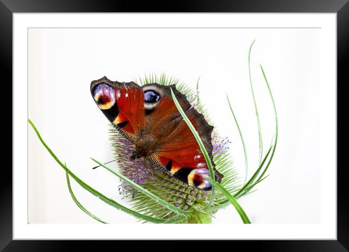 Peacock butterfly Framed Mounted Print by Kevin Snelling