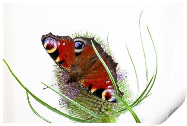 Peacock butterfly Print by Kevin Snelling