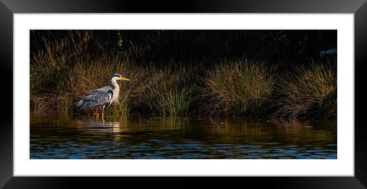  Grey heron hunting Framed Mounted Print by Alan Strong