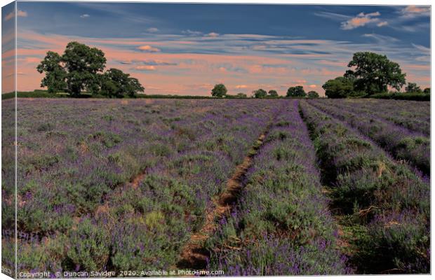 Lavender field in Somerset  Canvas Print by Duncan Savidge