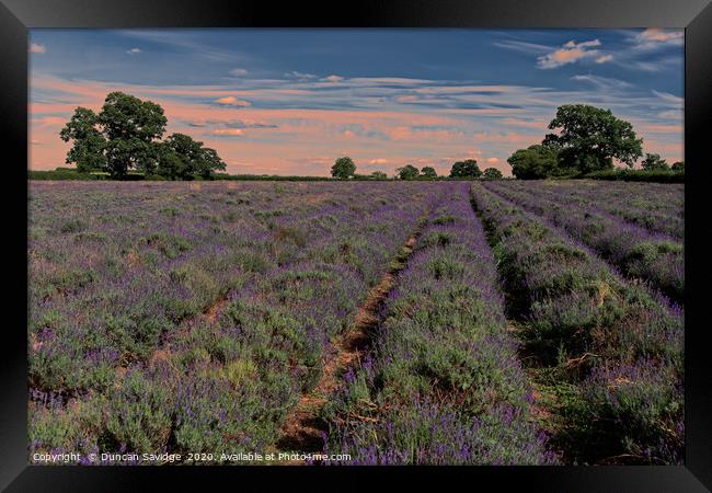 Lavender field in Somerset  Framed Print by Duncan Savidge