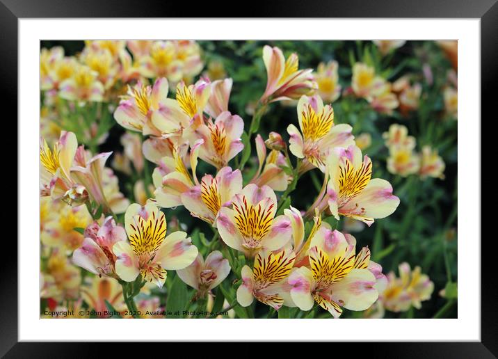 Pink and yellow Peruvian lily flowers Framed Mounted Print by John Biglin