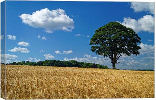 Barley Field and Lone Tree Canvas Print by Darren Galpin