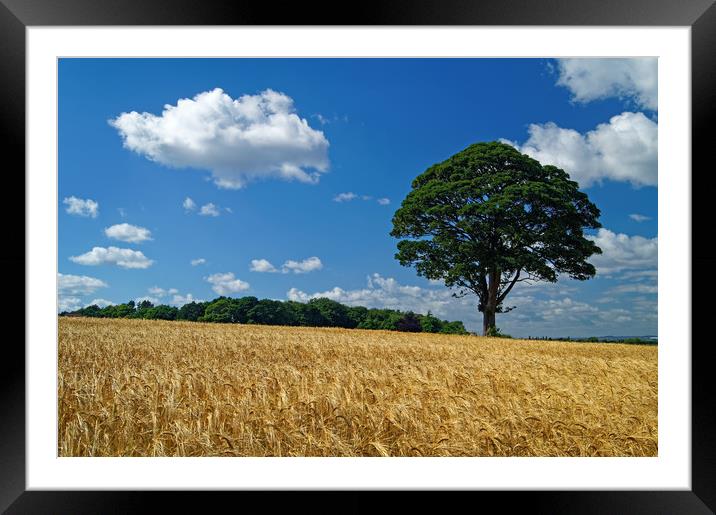 Barley Field and Lone Tree Framed Mounted Print by Darren Galpin