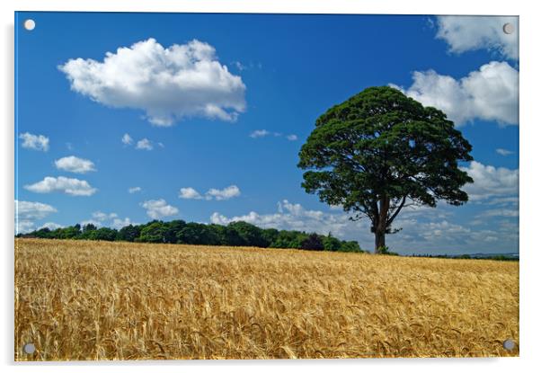 Barley Field and Lone Tree Acrylic by Darren Galpin