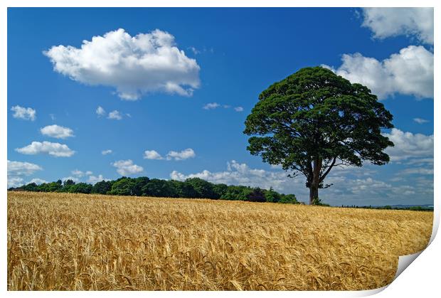 Barley Field and Lone Tree Print by Darren Galpin