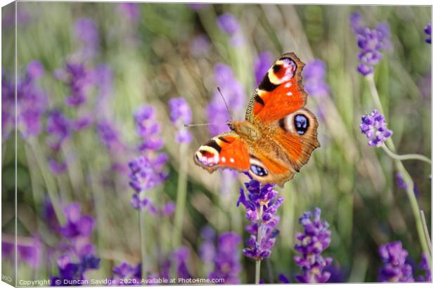 Peacock Butterfly at Somerset Lavender field Canvas Print by Duncan Savidge