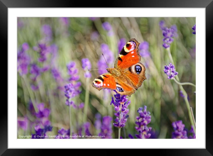 Peacock Butterfly at Somerset Lavender field Framed Mounted Print by Duncan Savidge