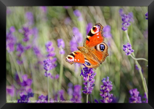 Peacock Butterfly at Somerset Lavender field Framed Print by Duncan Savidge