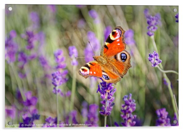 Peacock Butterfly at Somerset Lavender field Acrylic by Duncan Savidge