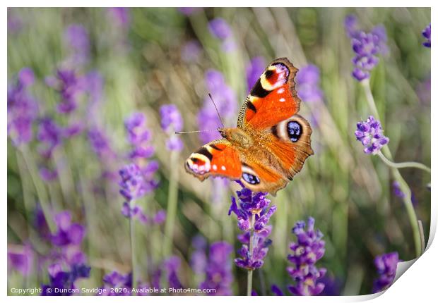 Peacock Butterfly at Somerset Lavender field Print by Duncan Savidge