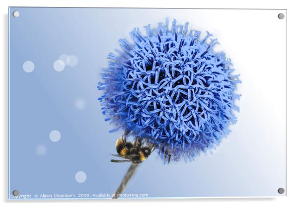 Bee on Globe Thistle Acrylic by Alison Chambers