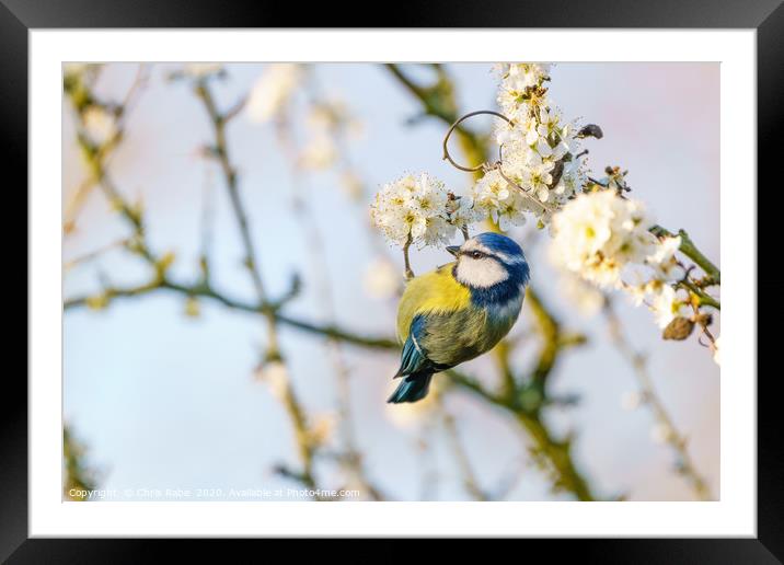 Blue tit dangling from blooming twig Framed Mounted Print by Chris Rabe