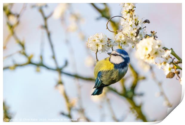 Blue tit dangling from blooming twig Print by Chris Rabe