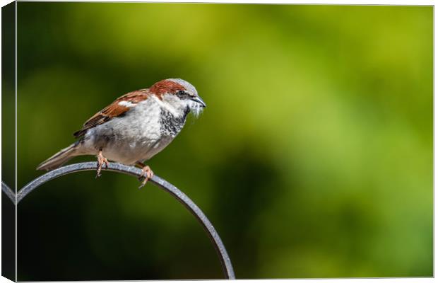 Male sparrow Nesting Canvas Print by Alan Strong
