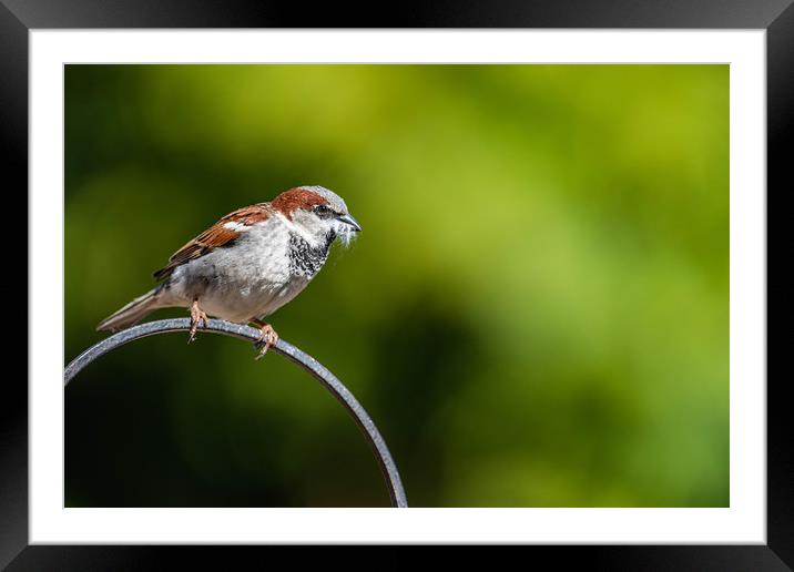 Male sparrow Nesting Framed Mounted Print by Alan Strong