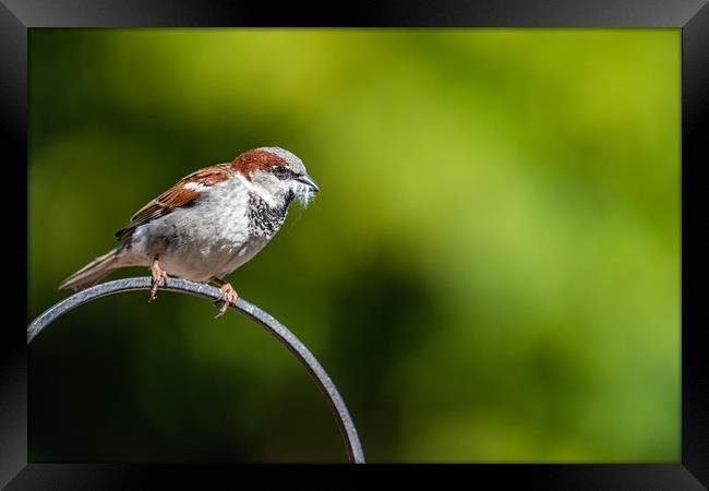 Male sparrow Nesting Framed Print by Alan Strong